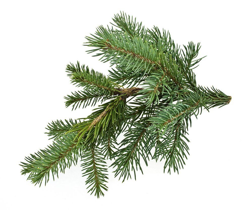fir needle oil vigon