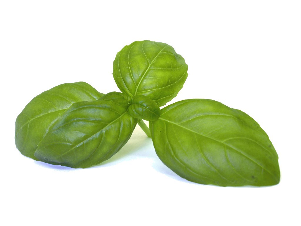 Sweet Basil Oil Vigon