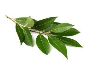 Vigon’s laurel leaf oil for use in fresh, strong, sweet, camphor or spicy odor applications