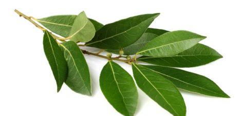 Vigon’s laurel leaf oil for use in fresh, strong, sweet, camphor or spicy odor applications