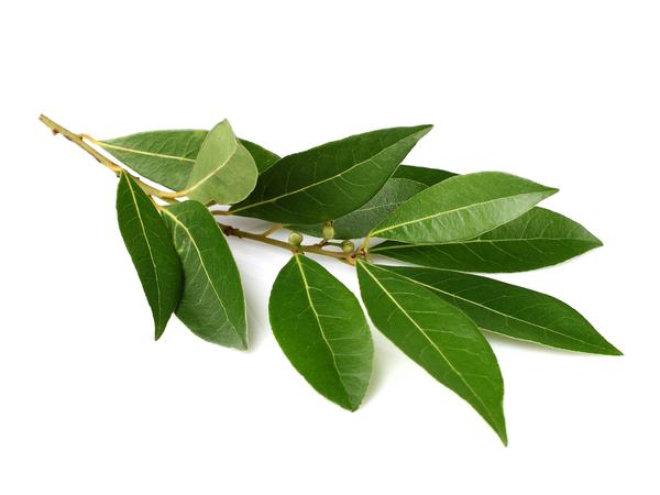 Laurel Leaf Oil  Vigon