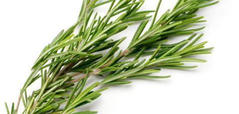 Vigon’s rosemary oil for use in strong, fresh, camphoreous, balsamic or minty odor applications