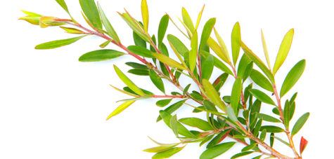 Vigon’s tea tree oil for spicy, pine, terpenic or warm odor applications