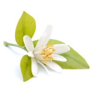 Vigon’s neroli oil for use in floral, orange blossom, citrus, petitgrain, mandarin or herbal odor applications
