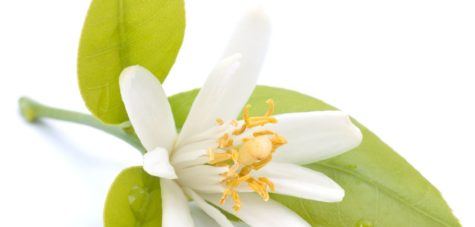 Vigon’s neroli oil for use in floral, orange blossom, citrus, petitgrain, mandarin or herbal odor applications