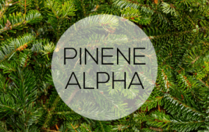 Vigon’s Pinene Alpha is a category of terpenes that is a colorless liquid with an odor of turpentine